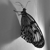 Доверь заветное желание  бабочке