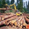 Запрос об исполнении закона о пунктах приема и отгрузки древесины снят с