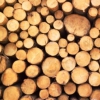 Ужесточен контроль над целевым использованием древесины для собственных нужд
