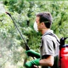Мэр Иркутска поручил привлечь дополнительные силы для борьбы с молью