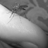 Братчан съедают комары