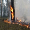 Леса горят от бесхозяйства