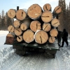 Иркутские чиновники пошли в санитары леса