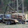 В Зиминском районе возбуждено уголовное дело в отношении экс-директора лесхоза