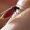 В Иркутске началась обработка водоемов для предупреждения появления малярийных