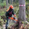 В иркутский суд направлено дело о вырубке леса в особо крупном размере