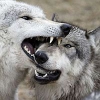 Депутат ЗС заявила о необходимости снижения популяции волков в Приангарье