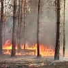 В Иркутской области произошло резкое увеличение числа лесных пожаров