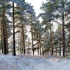 Иркутские депутаты присвоили Кайской роще статус особо охраняемой территории