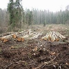 По делу о незаконной рубке леса в Приангарье утверждено обвинительное