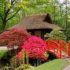 Японский сад вырастят на Ангаре