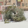 В Иркутске из выброшенных новогодних елок намерены делать удобрение