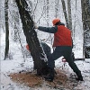 Возбуждено уголовное дело о незаконной рубке леса в Баяндаевском лесничестве