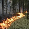 Власти Приангарья намерены наказать предпринимателей за распространение лесных