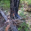 Правоохранители и лесники Приангарья предложили новые методы борьбы с