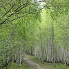 Власти Приангарья запретили строительство в лесном массиве возле Академгородка
