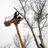 В Иркутске начались работы по обрезке крон деревьев