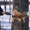 Возбуждено дело о незаконной вырубке деревьев в Иркутском районе