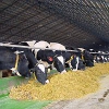 Инвестиции в мясо и молоко