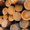Депутатский запрос о незаконном обороте древесины в Алзамае предложено
