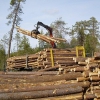 Парламентарии привели региональный закон об отгрузке древесины в соответствие