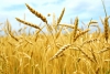 В Приангарье в 2015 году на 28% увеличилась реализация зерновых культур