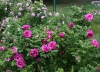 В Иркутске запланировано провести традиционную высадку кустов роз на Аллее