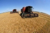 Иркутскстат заявил об увеличении посевной площади сельхозкультур в Приангарье