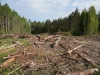 В Иркутске к патрулированию городских лесов привлечены представители казачьего