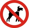 В Иркутске запретили выгуливать собак на территории школ