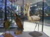 В Иркутском краеведческом музее запланировано проведение выставки птиц