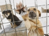 В Усолье отлов безнадзорных собак возобновлен за счет средств муниципалитета