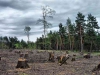 В Иркутской области обостряется противостояние властей и «черных лесорубов»