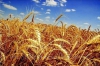 Аграрии Иркутской области собрали 30% зерновых культур