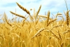 В Иркутской области собрано 379,8 тыс. га зерновых культур и намолочено 715,5