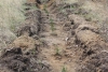 Работники ВСЖД во время экологической акции высадили 40 тыс. деревьев