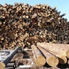 Парламентарии предложили уточнить закон о пунктах отгрузки древесины